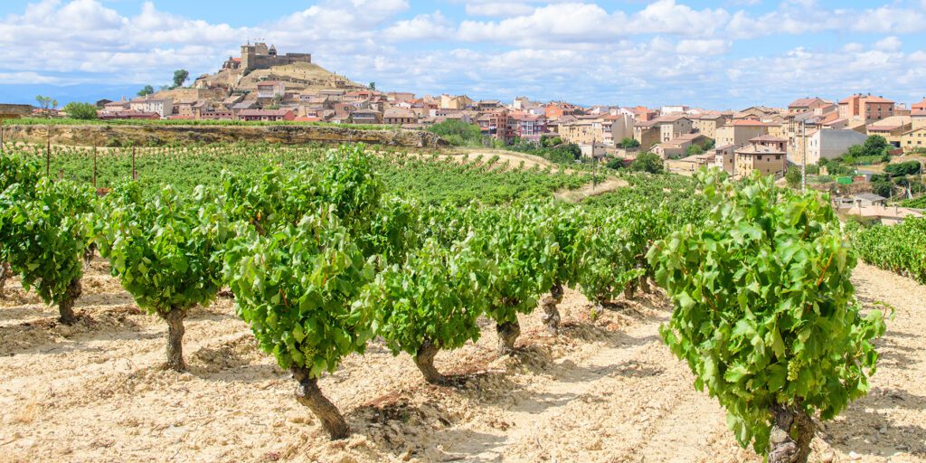 A Spanish vineyard with rolling hills and grapevines