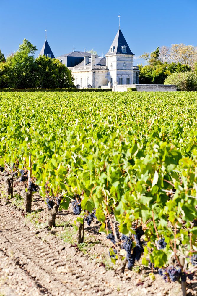 Vineyard and chateau in Saint-Estephe, Bordeaux
