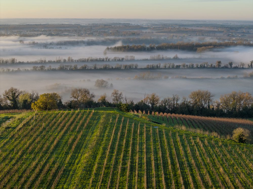 Bordeaux vineyards at sunrise — a key region in any French wine guide