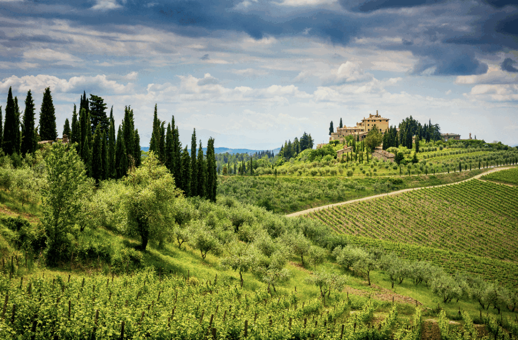 A selection of old world and new world wine bottles side by side