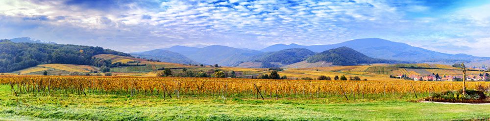 Autumn vineyards along the Alsace wine route in France