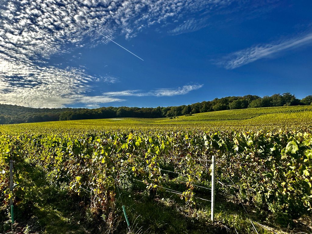 French Wine Masterclass