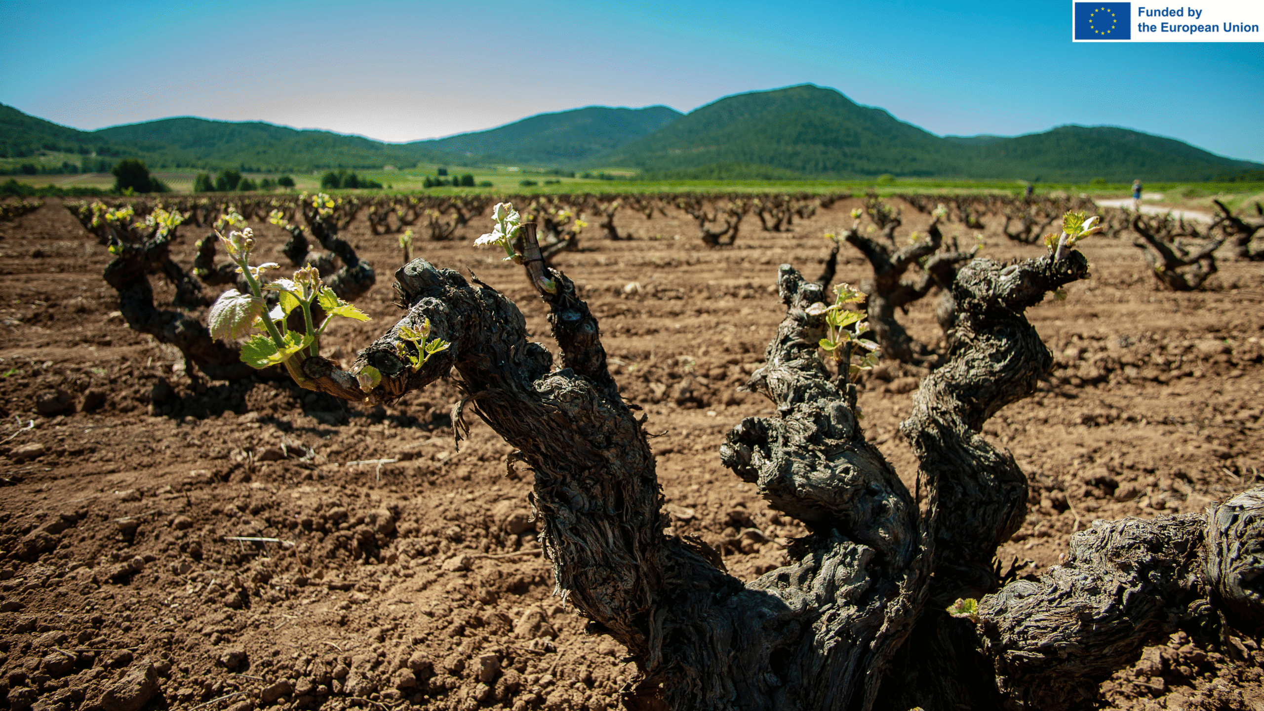 Monastrell grape variety from southeast Spain