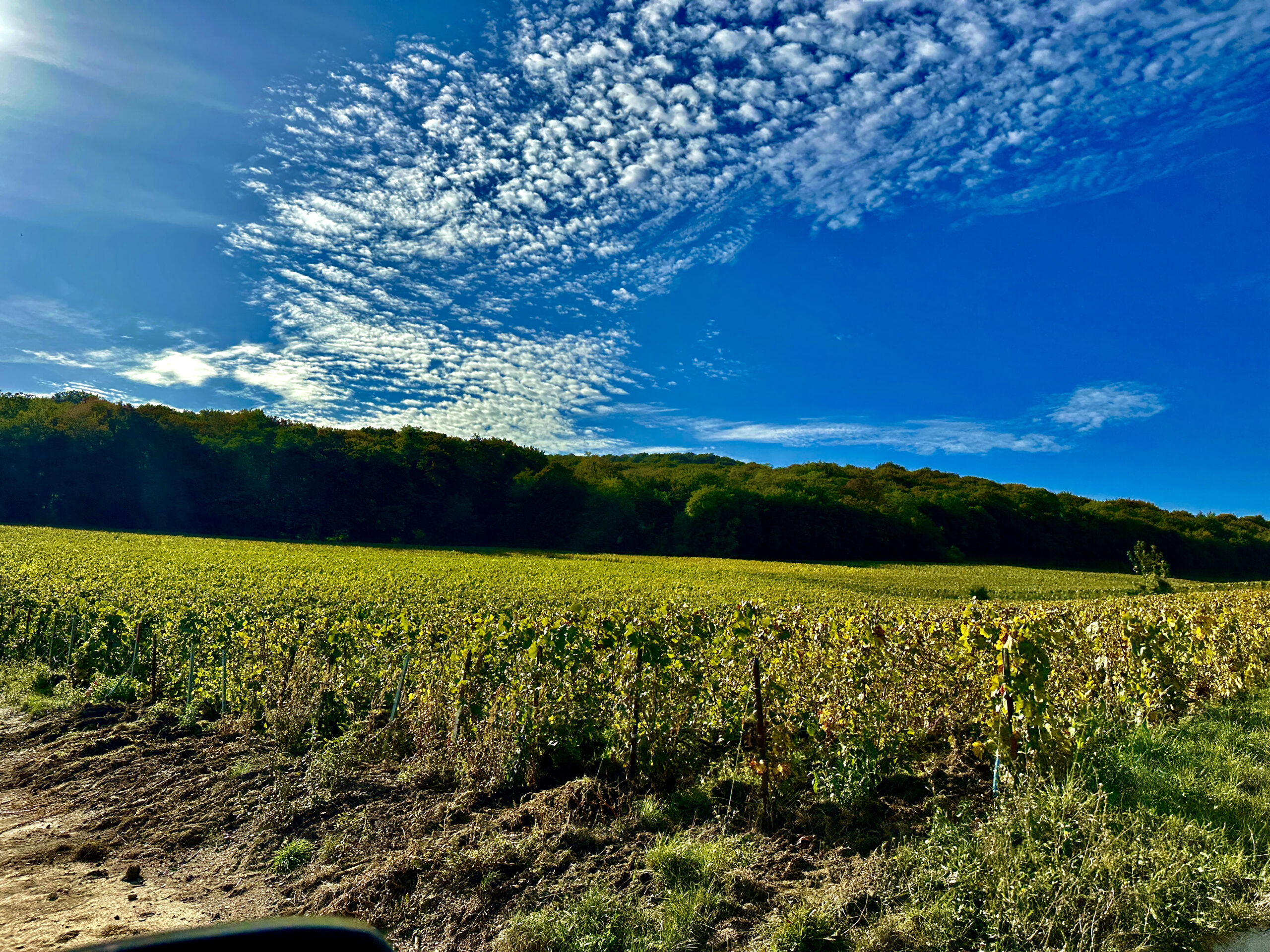 Champagne vineyards, one of the regions covered in The Ultimate French Wine Masterclass in London